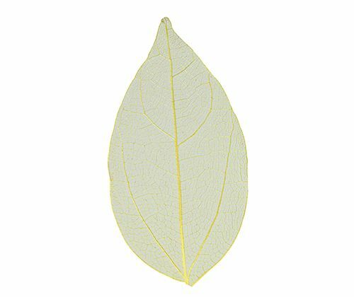 Skeleton Leaves - Coloured Small (Pack of 100)