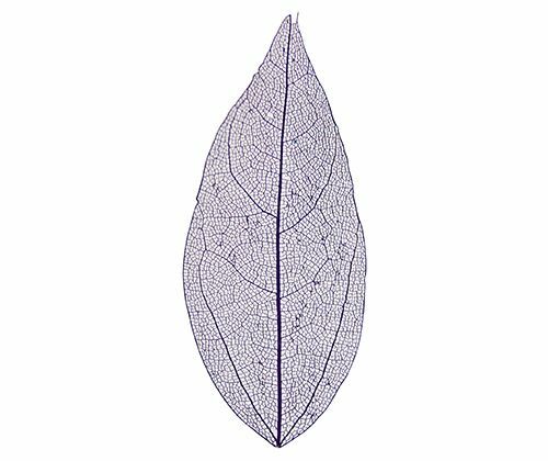 Skeleton Leaves - Coloured Small (Pack of 100)