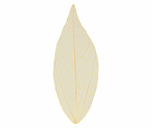 Skeleton Leaves - Coloured Small (Pack of 100)