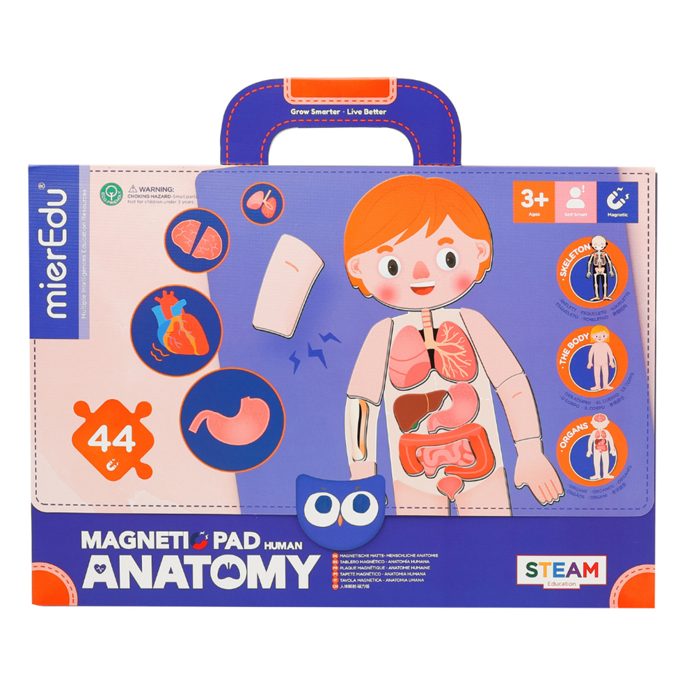 mierEdu Magnetic Pad - Human Anatomy