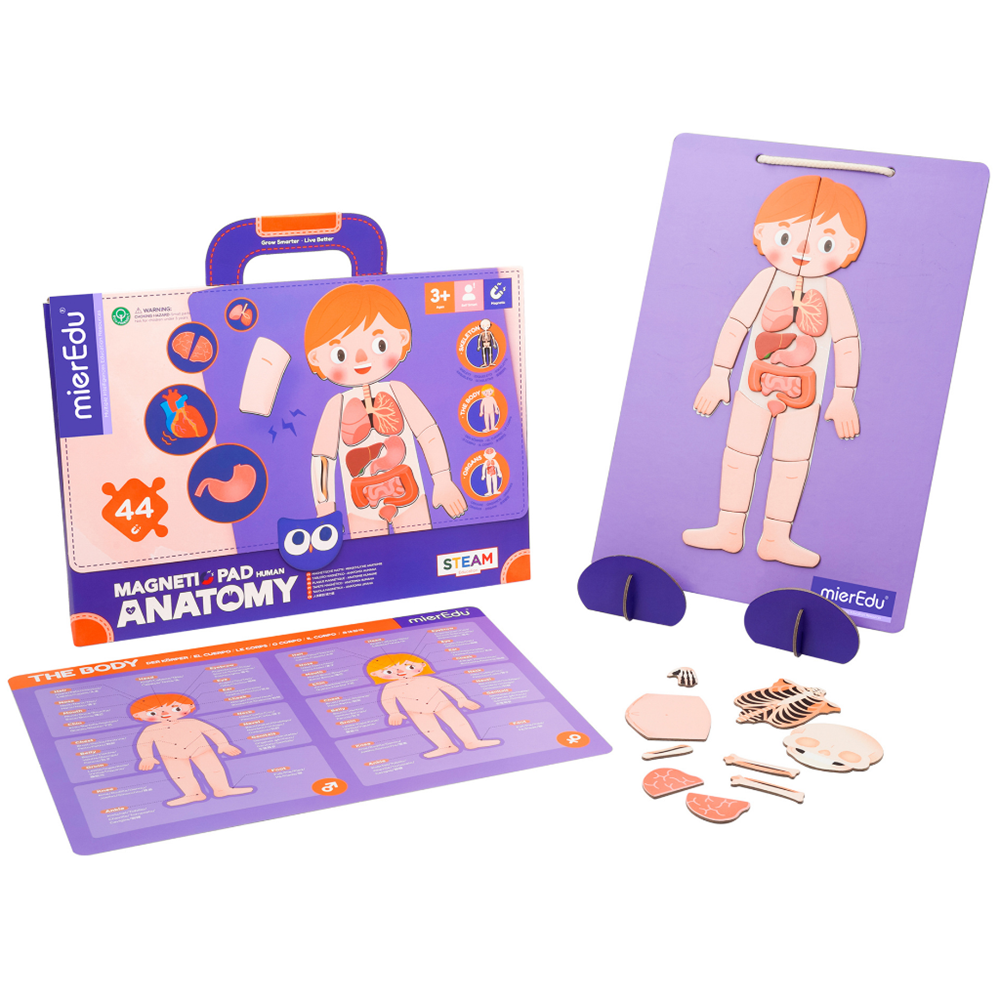 mierEdu Magnetic Pad - Human Anatomy - view 2