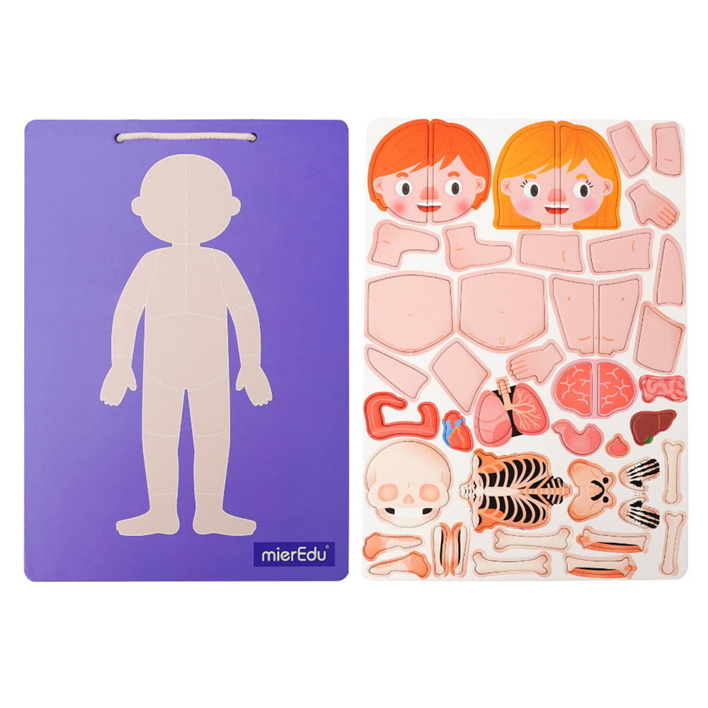 mierEdu Magnetic Pad - Human Anatomy - view 3
