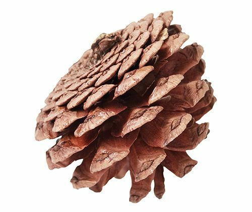 Pine Cones (200g)