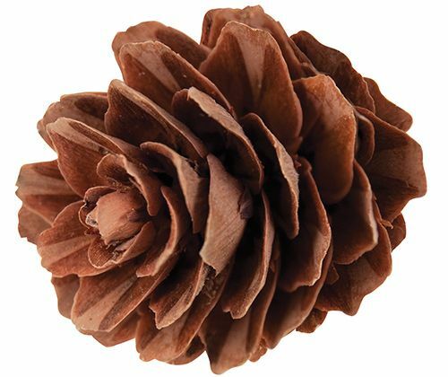 Pine Cones - Mini (190g)