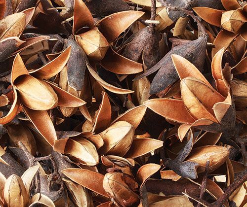 Dried Seedless - Flower Pods (50g)