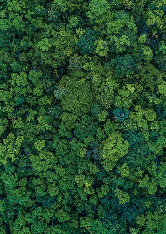 Pattern Papers Foliage