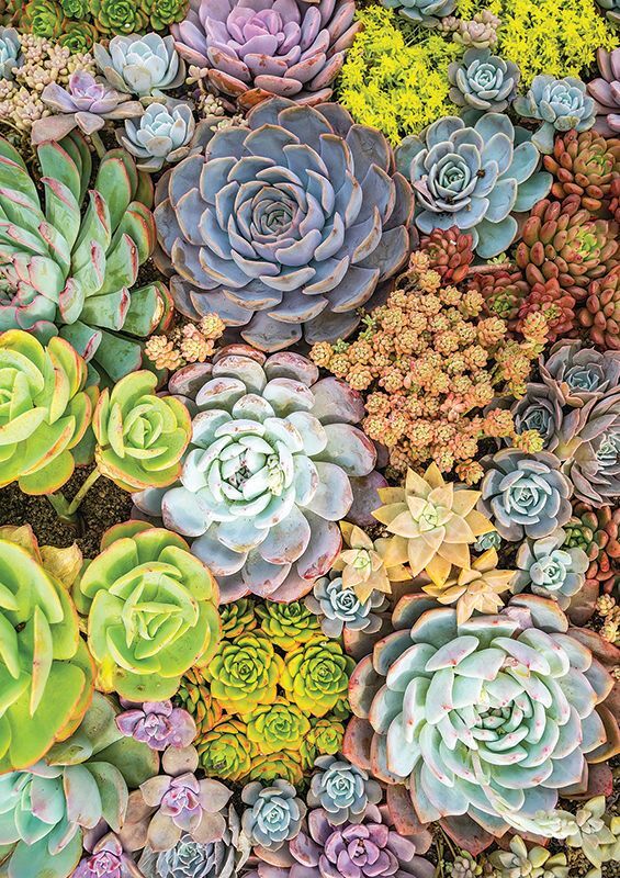 Pattern Papers Foliage