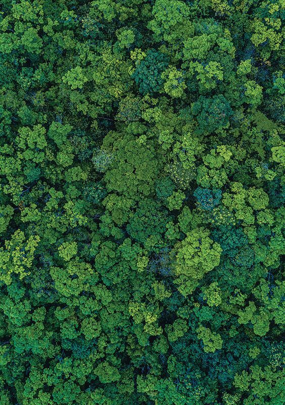 Pattern Papers Foliage
