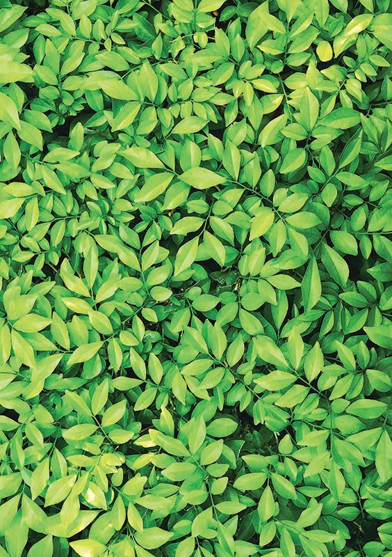 Pattern Papers Foliage
