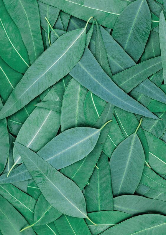 Pattern Papers Foliage