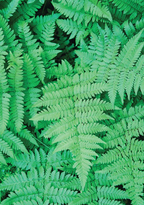 Pattern Papers Foliage