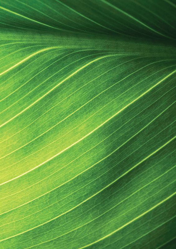 Pattern Papers Foliage
