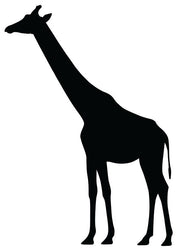 Scratch Wild Animal - Pack of 24