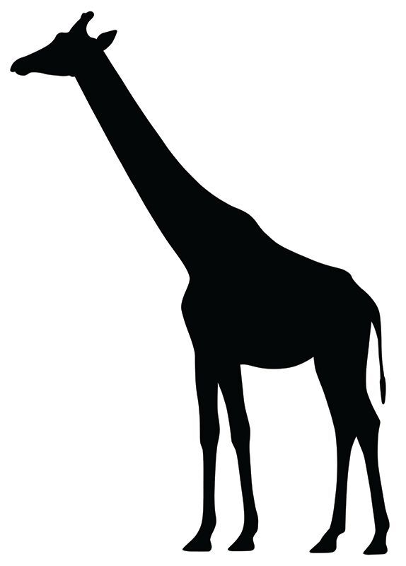 Scratch Wild Animal - Pack of 24
