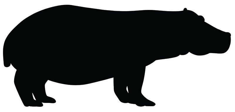 Scratch Wild Animal - Pack of 24