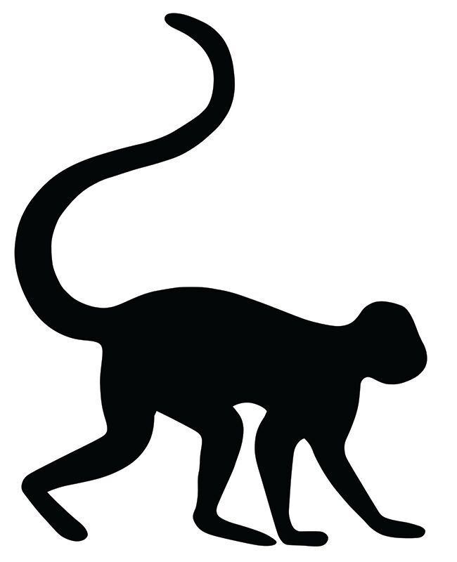 Scratch Wild Animal - Pack of 24