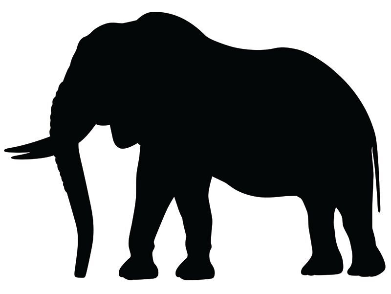 Scratch Wild Animal - Pack of 24