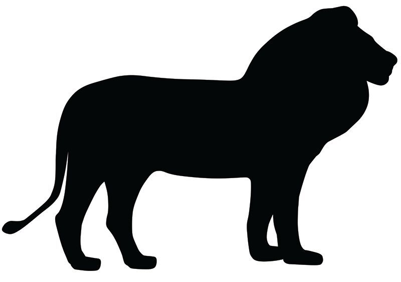 Scratch Wild Animal - Pack of 24