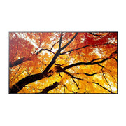 SHARP M-series 50'' Display