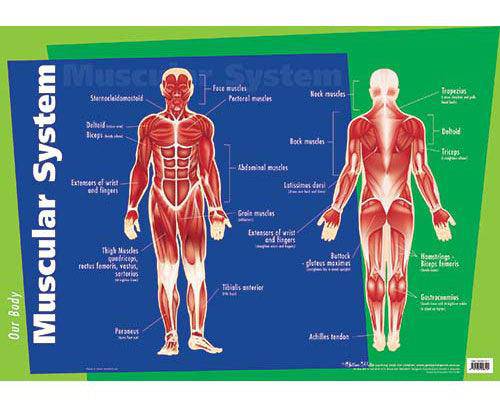Muscular System Wall Chart