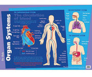 Major Organs Wall Chart