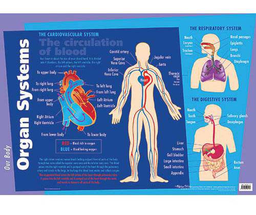 Major Organs Wall Chart