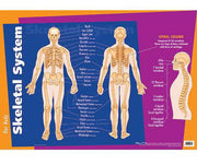 Skeletal System Wall Chart