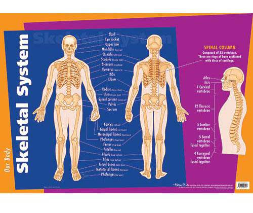 Skeletal System Wall Chart