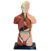 Human Anatomy Model - 27cm - 8 Pieces