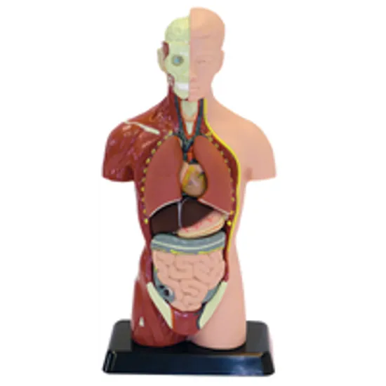 Human Anatomy Model - 27cm - 8 Pieces