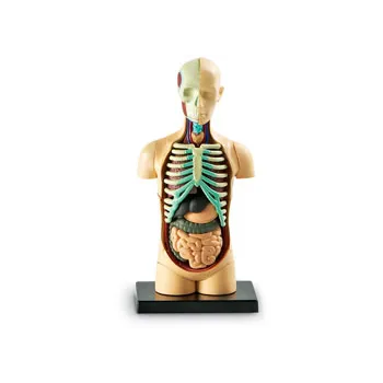 Human Body Anatomy Model - view 2