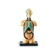 Human Body Anatomy Model