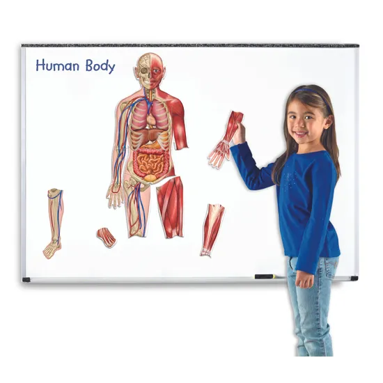 Double-Sided Magnetic Human Body - 17 Pieces
