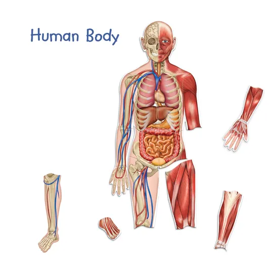 Double-Sided Magnetic Human Body - 17 Pieces