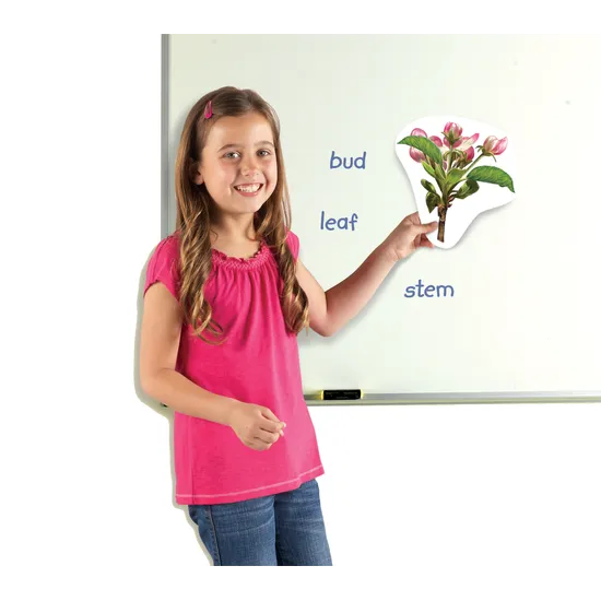 Giant Magnetic Plant Life Cycle Set - 12 Pieces - view 4