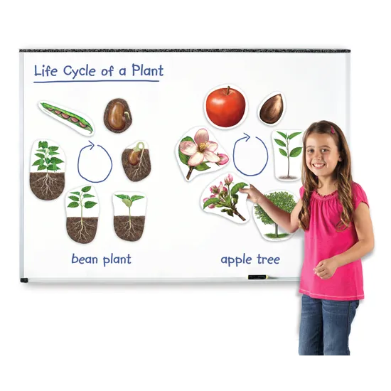 Giant Magnetic Plant Life Cycle Set - 12 Pieces - view 3