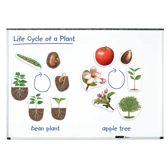 Giant Magnetic Plant Life Cycle Set - 12 Pieces - view 2