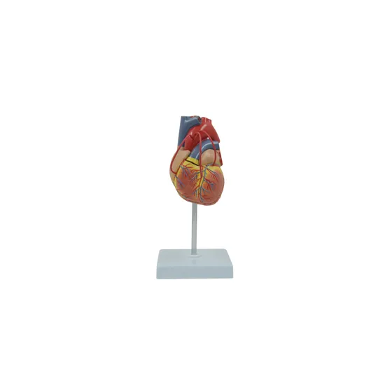 Human Heart - Life Size Model - 2 Parts - view 2