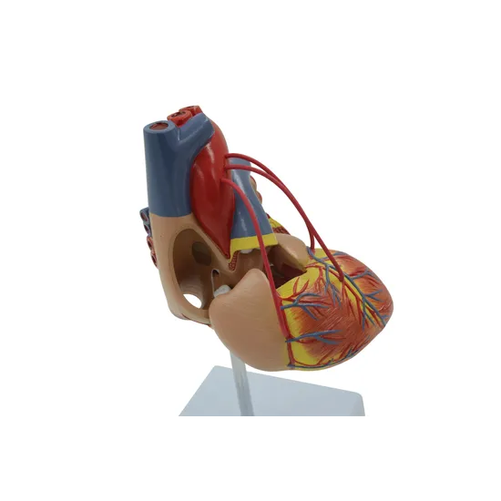 Human Heart - Life Size Model - 2 Parts - view 4