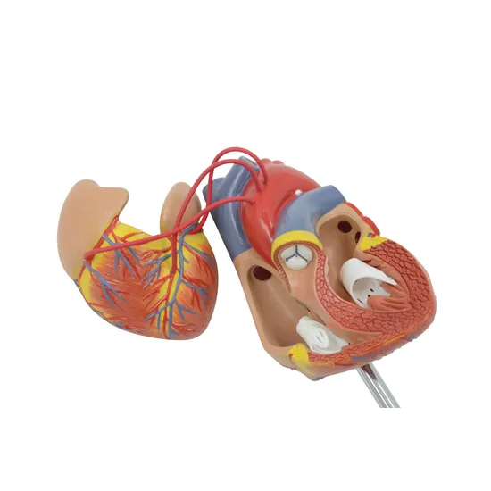 Human Heart - Life Size Model - 2 Parts - view 3