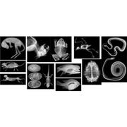 Animal X-Rays - 14 Images and Matching Picture Cards