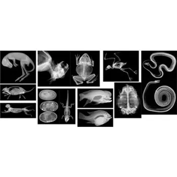 Animal X-Rays - 14 Images and Matching Picture Cards