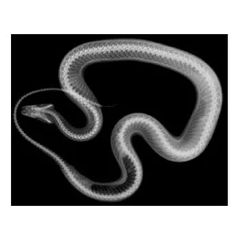 Animal X-Rays - 14 Images and Matching Picture Cards