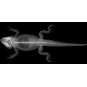 Animal X-Rays - 14 Images and Matching Picture Cards