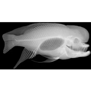Animal X-Rays - 14 Images and Matching Picture Cards