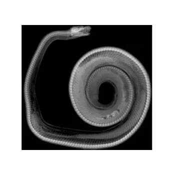 Animal X-Rays - 14 Images and Matching Picture Cards