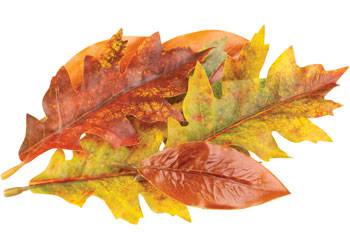 Autumn Leaves Assorted Plastic Pack of 50