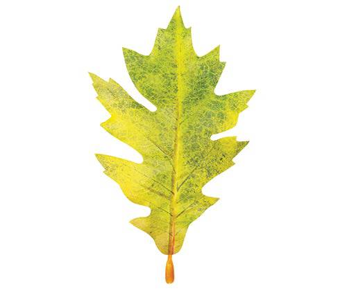 Autumn Leaves Assorted Plastic Pack of 50