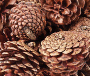 Pine Cones (200g)