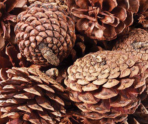 Pine Cones (200g)